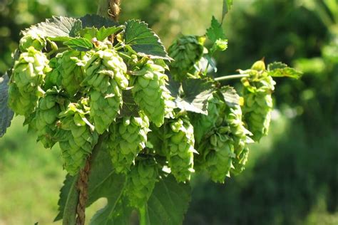 Citra впервые опередила Cascade по площади хмельников в США — Pivo.by