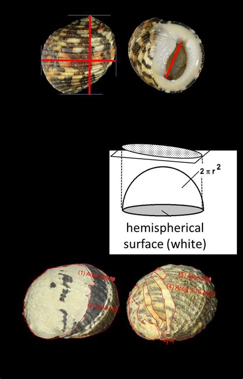 shell orientation  calculating shell length sl  aperture