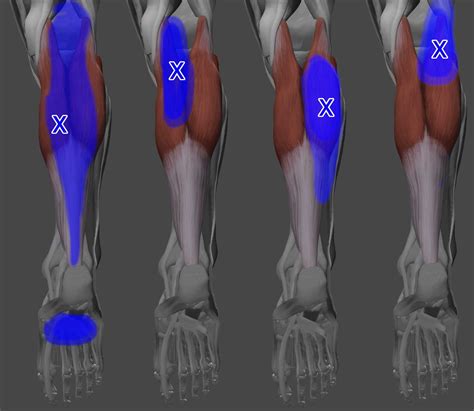 Posterior Crural Region