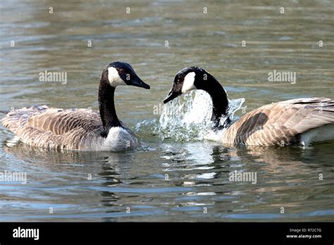 Branta canadensis, real geese, duck's birds, goose, geese, goose's