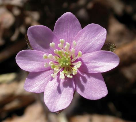 spring wild flowers pictures