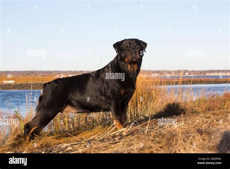 Rottweiler In Salt Marsh By Tidal River Madison Connecticut Usa