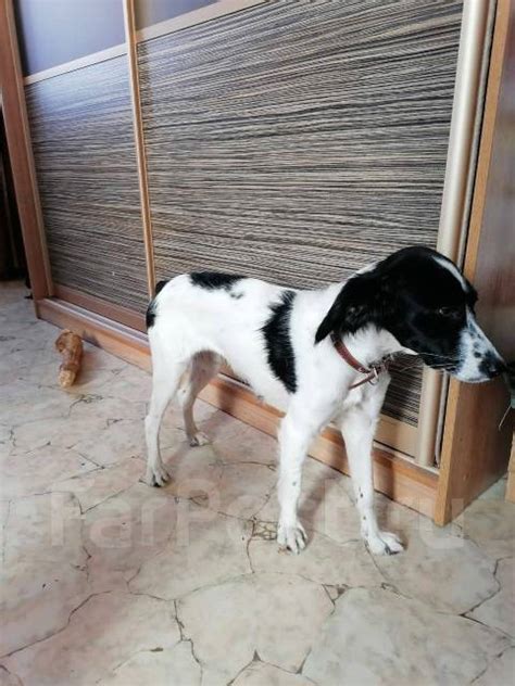 Потерашка ищет хозяина во Владивостоке