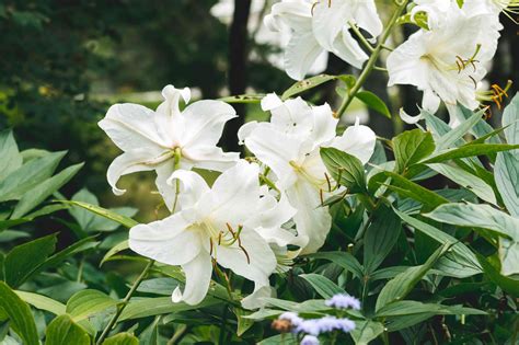 Lilium Longiflorum Plant