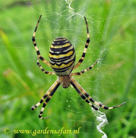 De Tuinsafari Spinnen In De Tuin