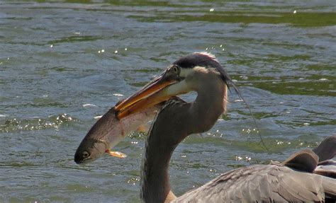 Hanging Out With A Heron – Backyard Bird Nerd