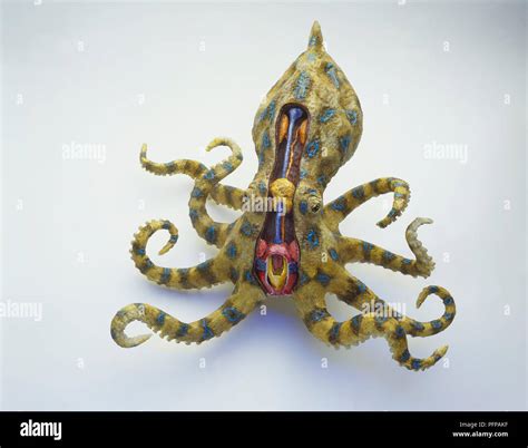 Blue Ringed Octopus Sting