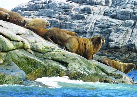 Nunavik: Wildlife & Inuit Culture | Audley Travel