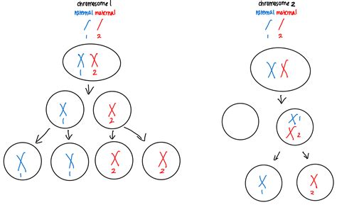 Solved Draw The Process Of Chromosome Separation During Meiosis Of A