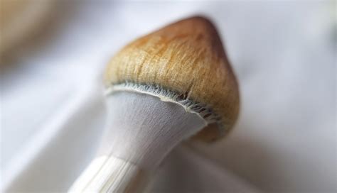 I Thought Ya Ll Would Appreciate This Veil Porn R Shrooms