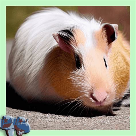 Want To Adopt A Guinea Pig Guinea Pig Rescue In The News Again Show