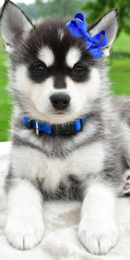 Pomsky | Happy Cheerful Puppies