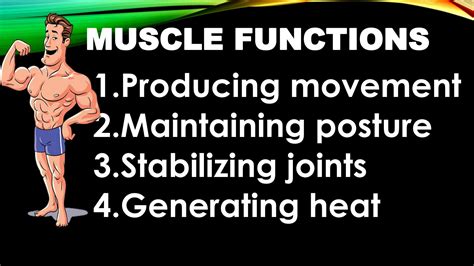 Solution Muscular System Studypool