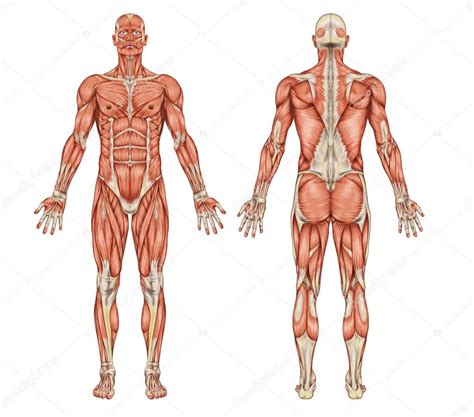 Anatomía del sistema muscular masculino vista posterior y anterior