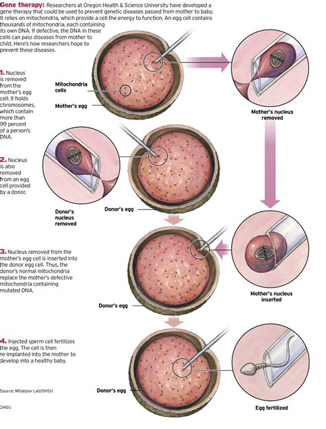 Human genetic modification experiment in Oregon shows promise, risks ...