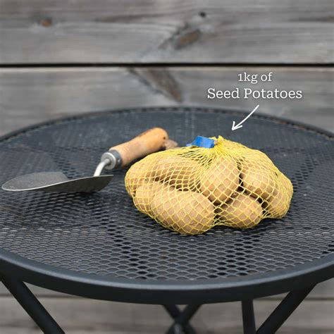 'Charlotte' Second Early Salad Seed Potatoes – Roots Plants