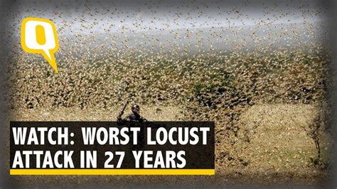 Swarm Of Crop Eating Locusts Leave A Trail Of Destruction Across India