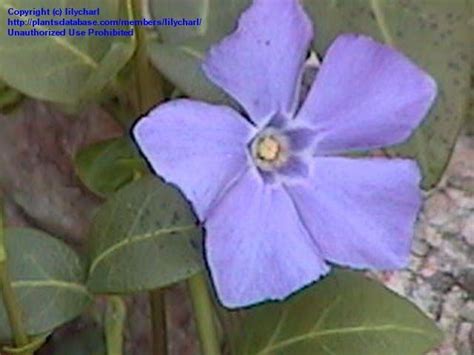 PlantFiles Pictures Vinca Species Common Periwinkle Creeping Myrtle