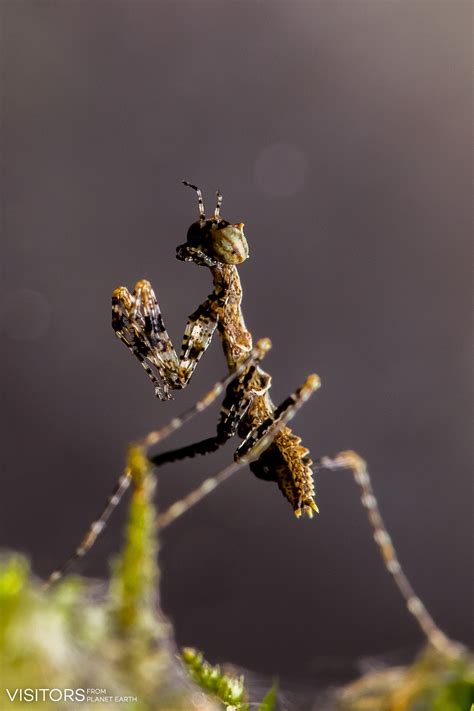 A Newborn Moss Mantis Haania Visitors From Planet Earth