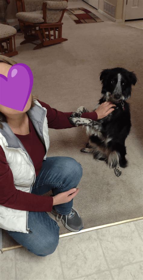 Clingy Border Collie Pup Rbordercollie