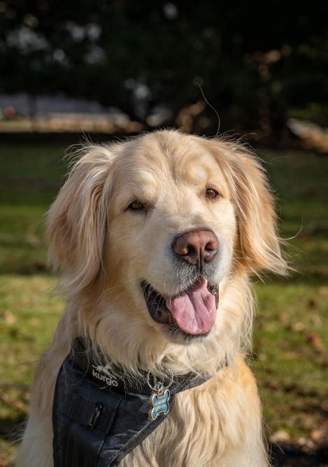 The Ultimate Golden Retriever Teeth Diagram A Comprehensive Guide