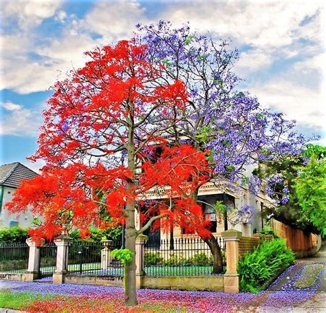 Muda De Rvore Do Fogo Illawarra Florada Vermelha Magn Fica Jardim