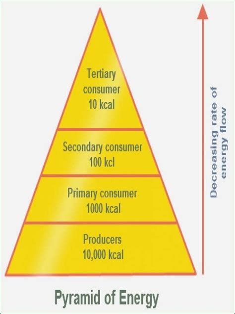 Ecological Pyramids Worksheet Answer Key Chessmuseum Template