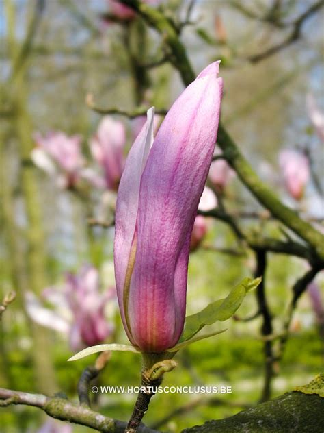 Magnolia 'Ricki' – Boomkwekerij Hortus Conclusus