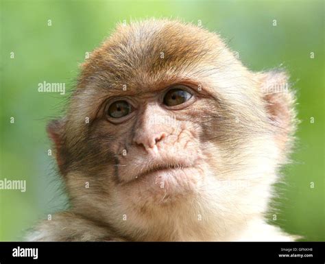 Macaco Berbere Fotografías E Imágenes De Alta Resolución Alamy