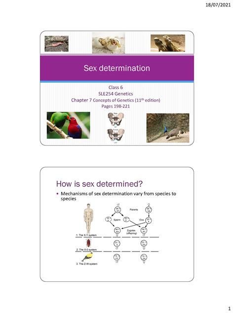 Sle Class Sex Determination P Pp How Is Sex Determined Mechanisms Of Sex