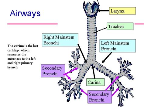 Lab Exercise 24 Anatomy Of The Respiratory System