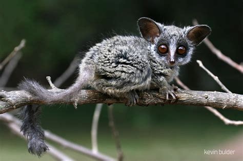 Bush Baby Wallpapers Wallpaper Cave