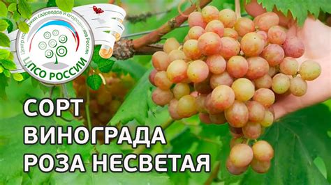 Сорт винограда Роза Несветая. 🍇 Описание сорта винограда Роза Несветая ...