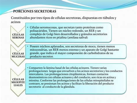 Tubo Digestivo Gl Ndulas Anexas Ppt