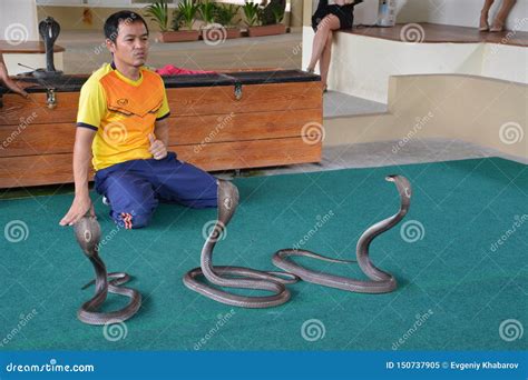 Show of Snakes Performer Play with Cobra during a Show in a Zoo