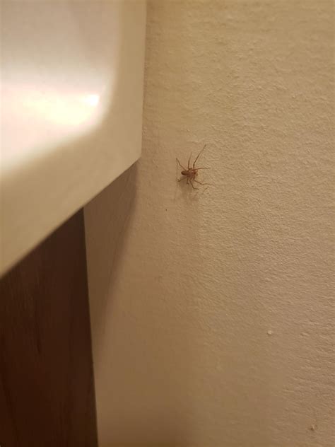 Is this a recluse living rent free? : r/spiders