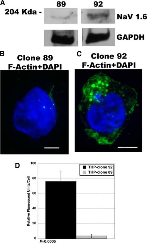 Shrna Knockdown Of Scn A The Gene That Encodes Nav Prevents M Csf