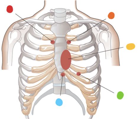 HAPE Exam 2 Cardiovascular System Flashcards Quizlet