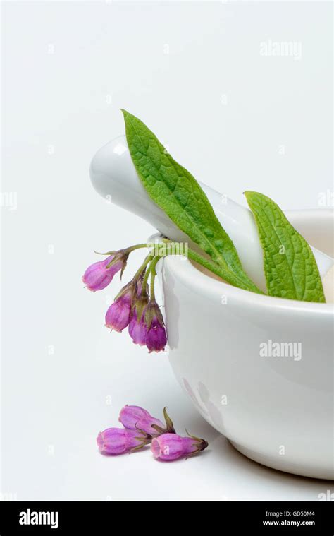 Beinwell Symphytum Officinale Stock Photo Alamy