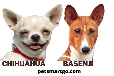 Basenji Chihuahua Mix: The African Barkless and The Mexican Miracle Dog ...