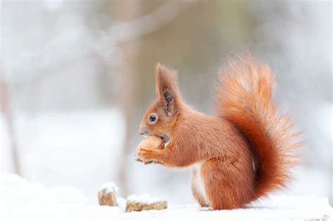 Premium Photo Eurasian Red Squirrel Sciurus Vulgaris In Snow Cute