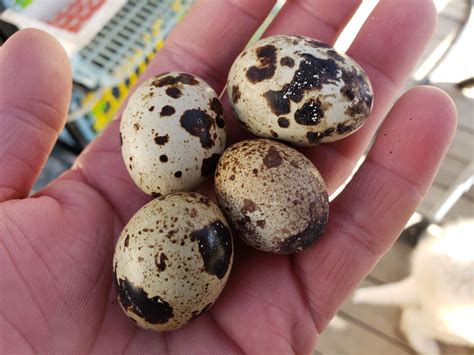 When Do Coturnix Quail Start Laying Eggs? - Sandy Soil Farms