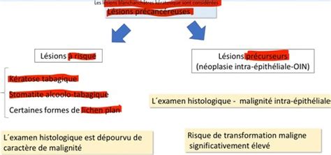 KV 20 Lésions précancéreuses lésions précurseurs Flashcards Quizlet