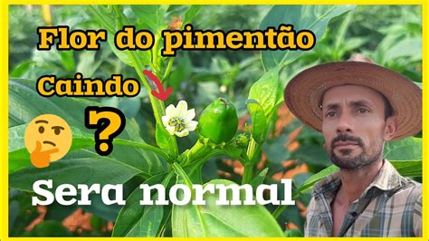 Queda Na Florada Do Piment O Sera Que Normal Como Evitar A Perca