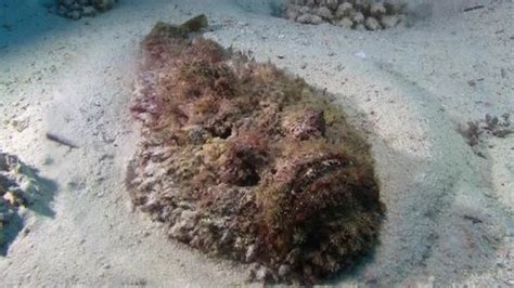 Estuarine Stonefish Synanceia Horrida Poison Fish Stock Footage Video ...