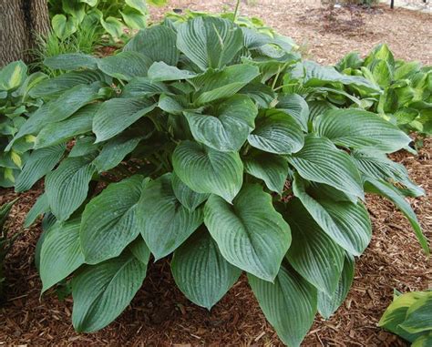 World Of Hosta Collection White Flower Farm