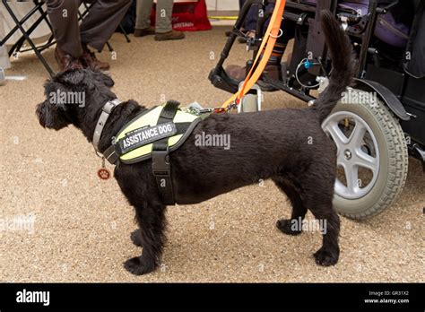An assistance dog for the disabled Stock Photo - Alamy