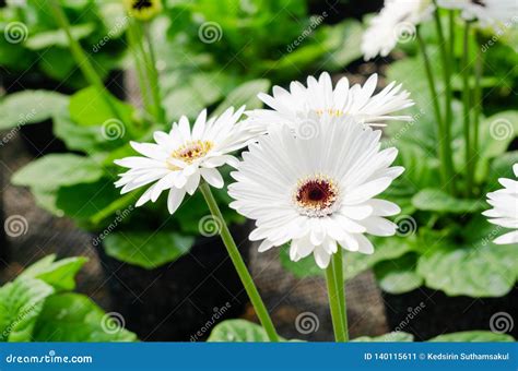 Transvaal Daisy Or Majorette Gerbera Flower With Green Leaves Stock