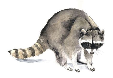 Енот картинка для детей. Простые срисовки для карандашей.