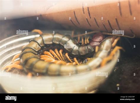 Scolopendra Subspinipes Japonica Scolopendra Is Multi Legged The Bite